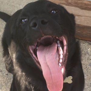 Meet your Posher, Allie